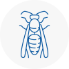 Ilminster Wasp Nest Removal